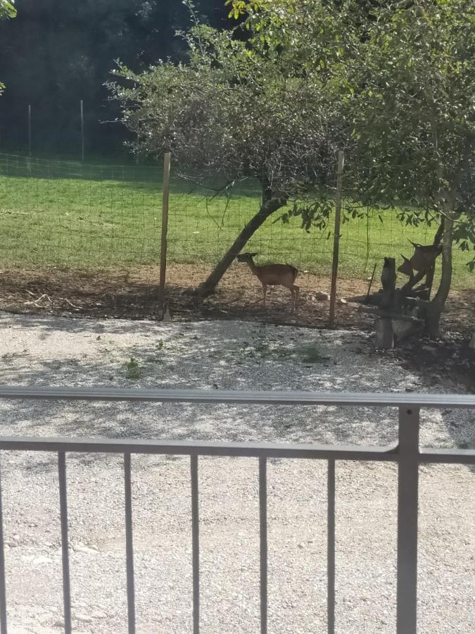 Alloggio E Agriturismo De Poanute Faedis ภายนอก รูปภาพ